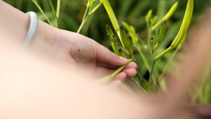 黄土高原甘肃环县黄花菜