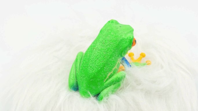 青蛙塑料树脂玩具模型自然生物