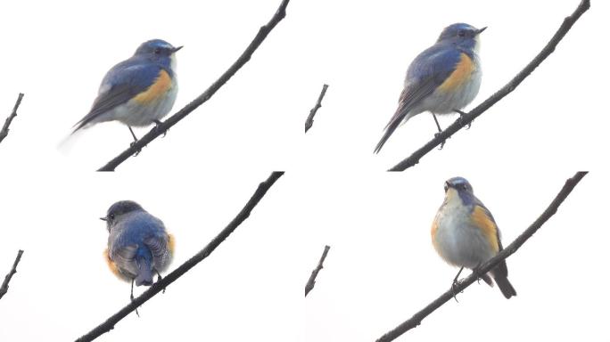 漂亮的小鸟，好听的鸟叫声