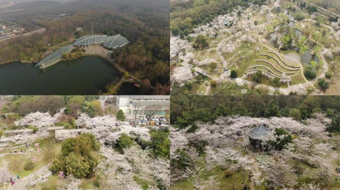 南京植物园前湖明孝陵樱花4k