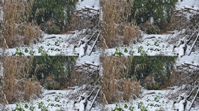 乡村雪花飞舞