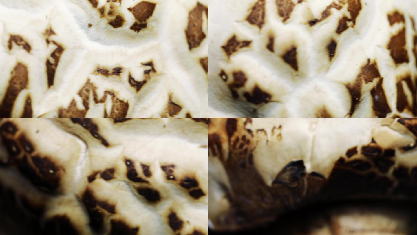 花菇菇面上的花纹