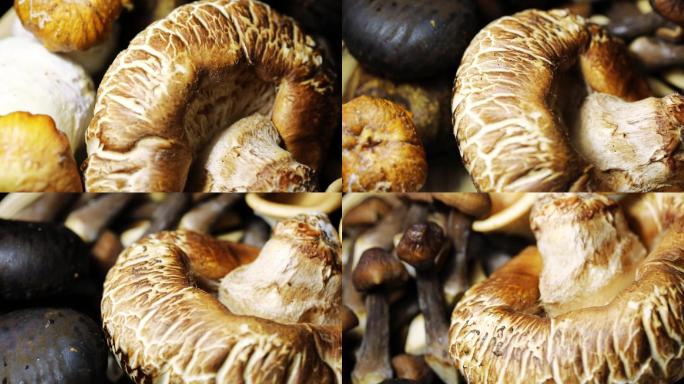 蘑菇山珍补品食用菌类