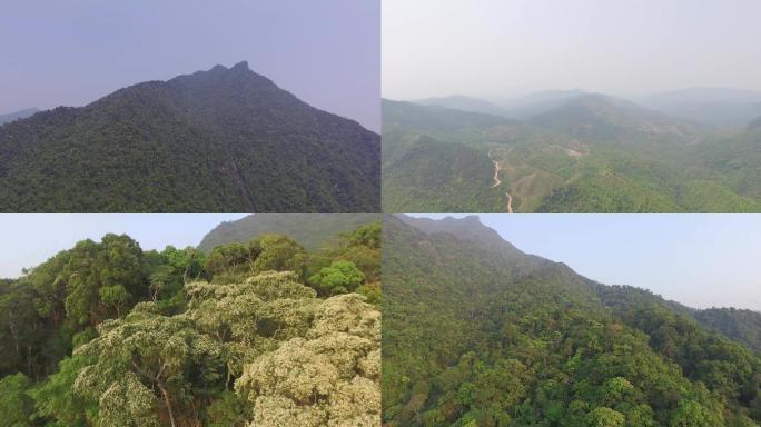 五指山热带雨林