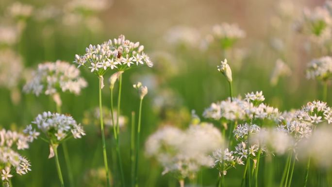 韭菜花