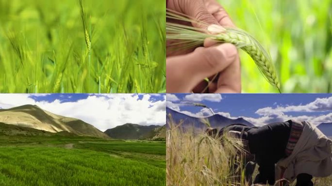 西藏高原小麦人文青稞
