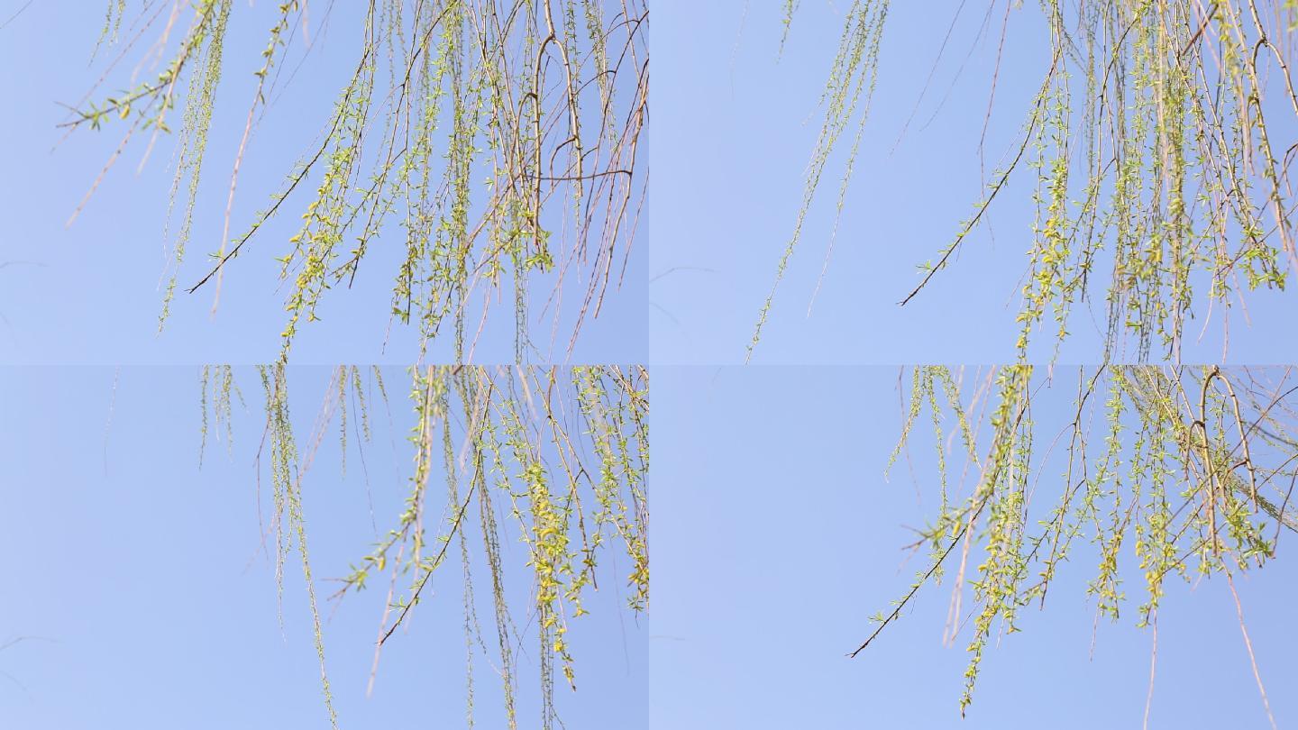 春天风吹绿色柳树柳条发芽