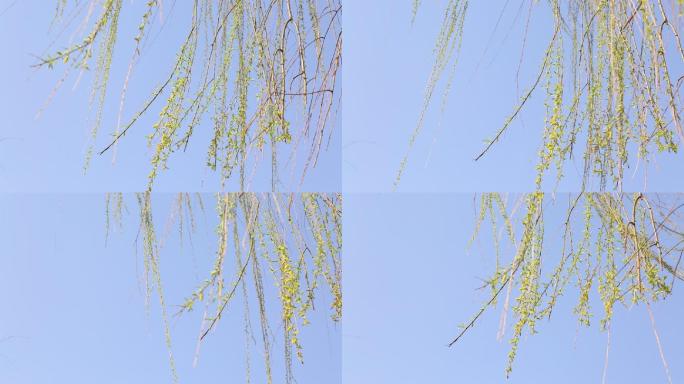 春天风吹绿色柳树柳条发芽