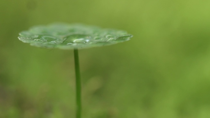 露珠草