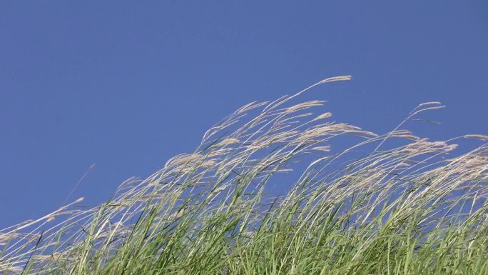 蓝天下风中摇曳的绿草