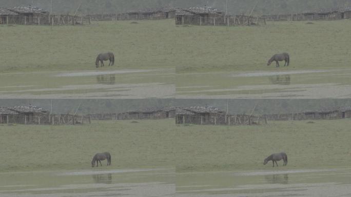 牧马在草地湖边吃草