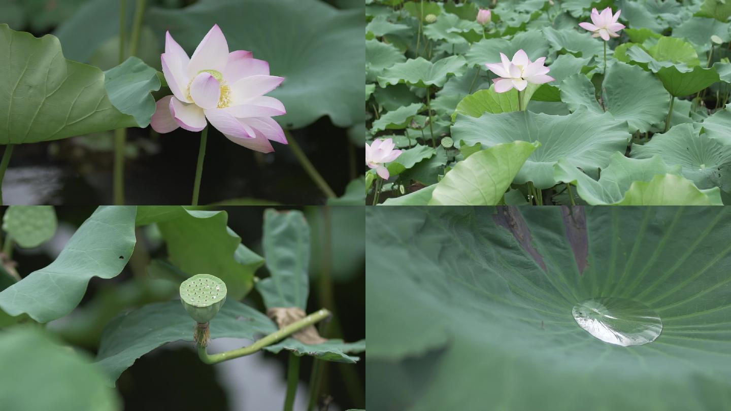 高清唯美荷花莲花荷叶莲蓬露水升格特写