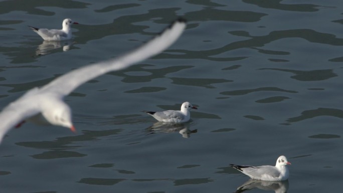 海鸥在滇池水面嬉戏