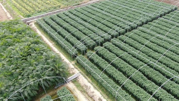 4k大规模花卉种植基地航拍