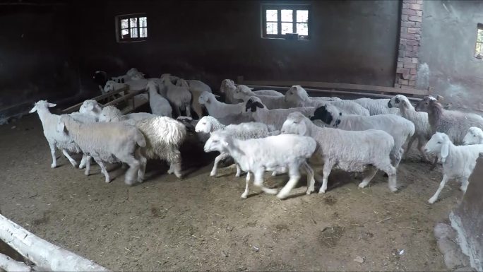 羊养殖拍摄