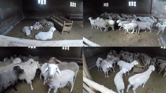 羊养殖拍摄