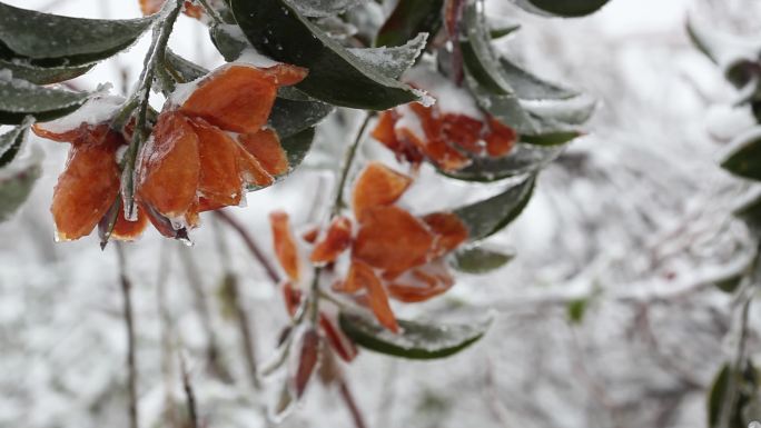 冰雪中的栀子花04