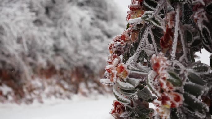 冰雪中的栀子花06