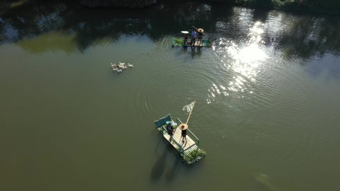 航拍海南三亚中廖村村民在湖中放鹅