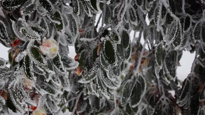 冰雪中的栀子花07