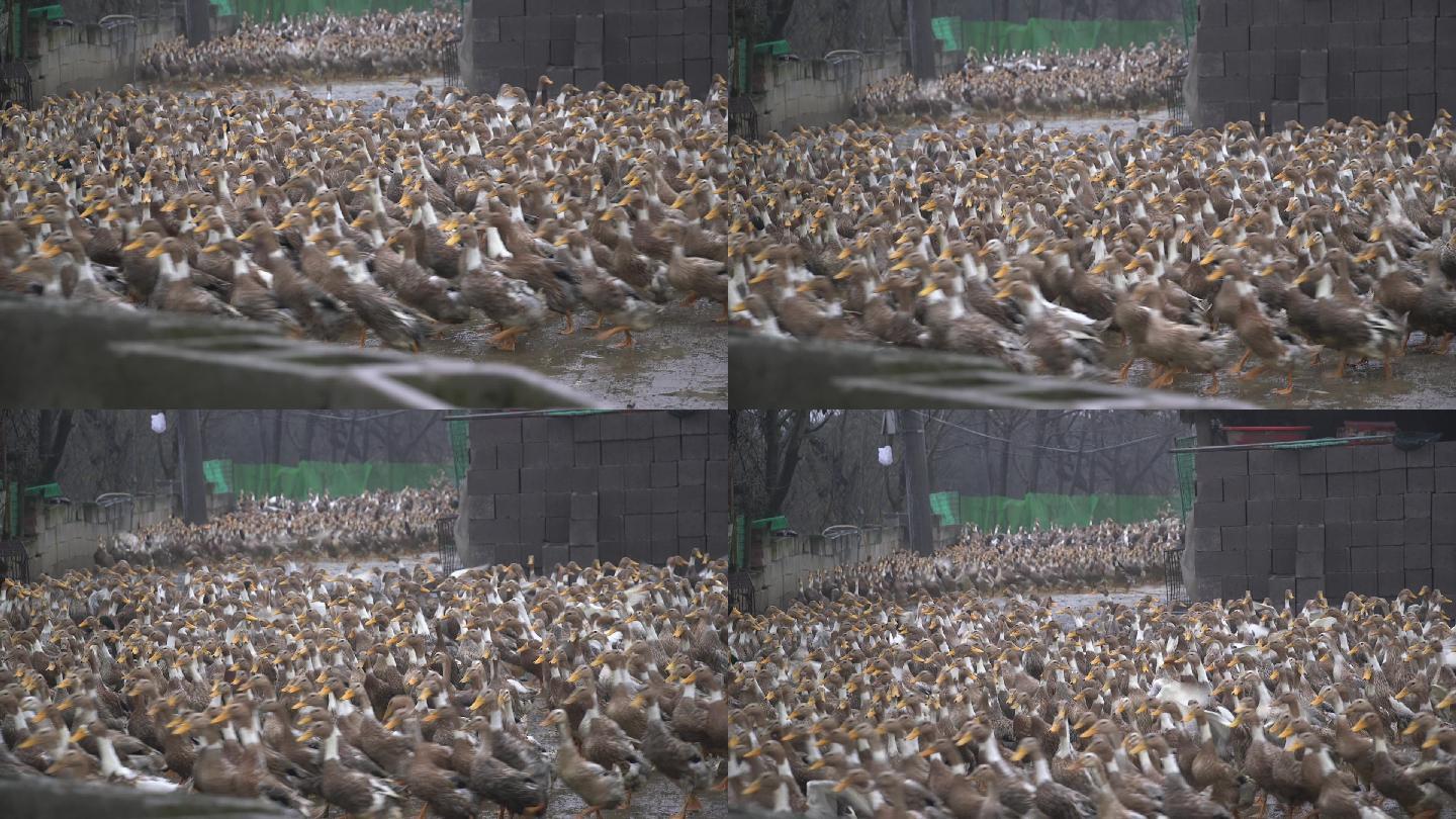 鸭子养殖散养水鸭蛋鸭