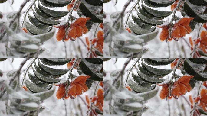 冰雪中的栀子花05