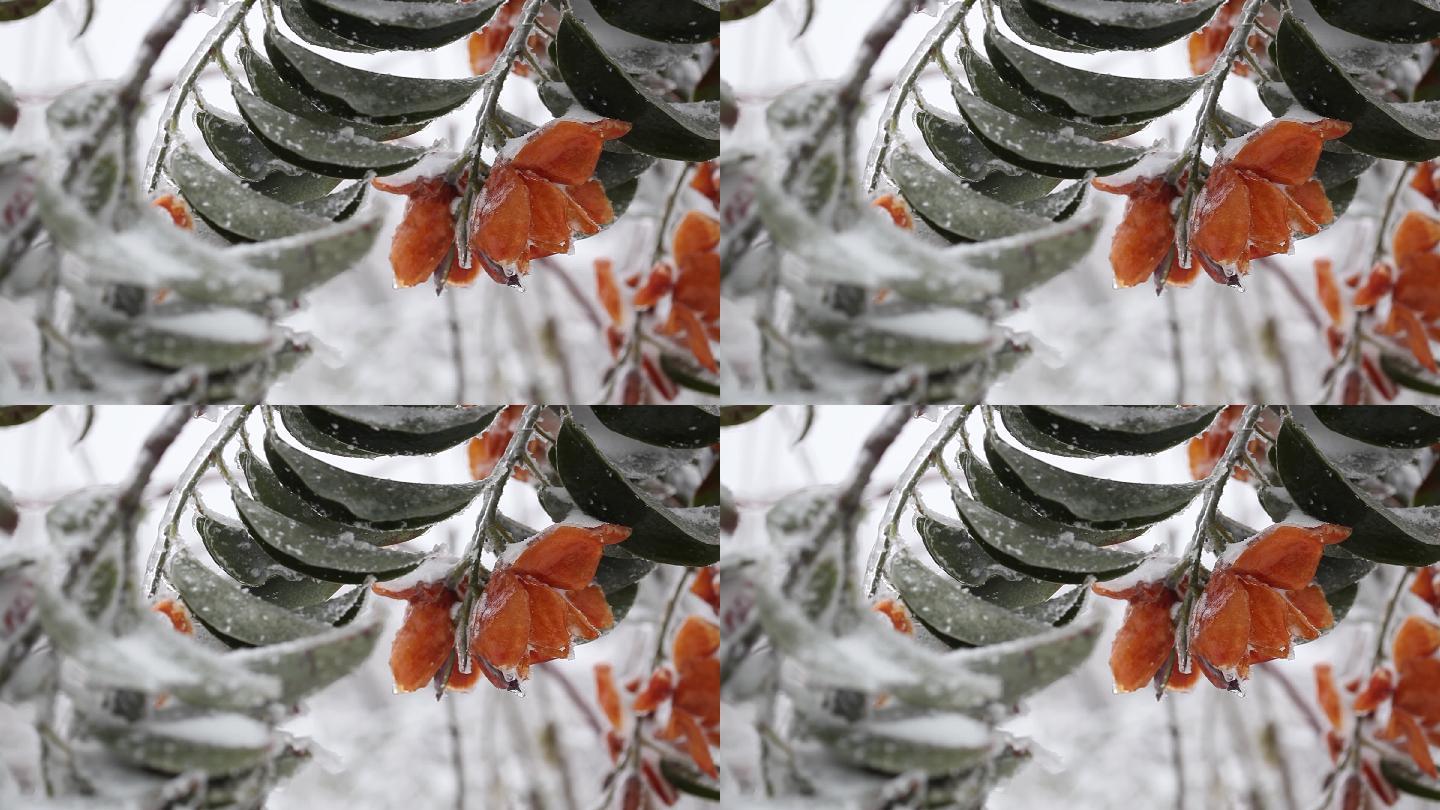 冰雪中的栀子花05