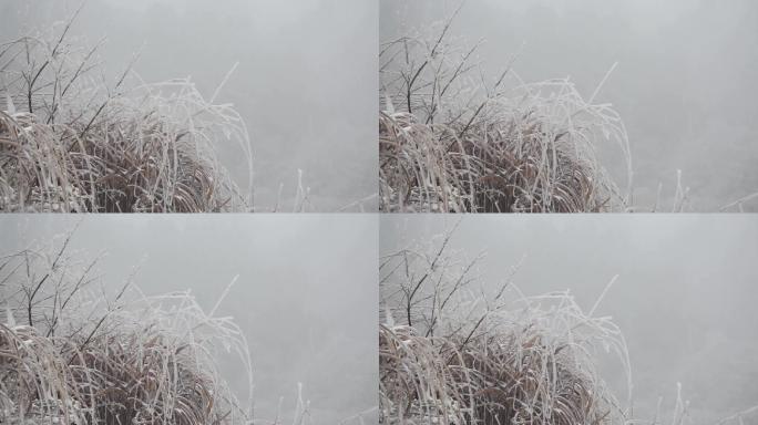 满山遍野的冰挂雾凇05