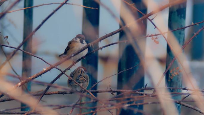 冬季灌木中的麻雀活泼可爱04