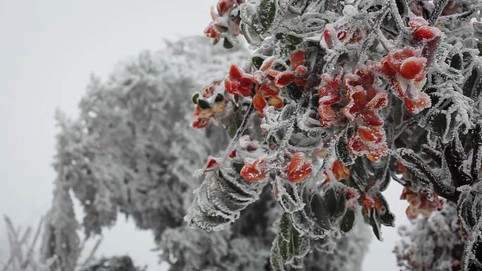 冰雪中的栀子花03