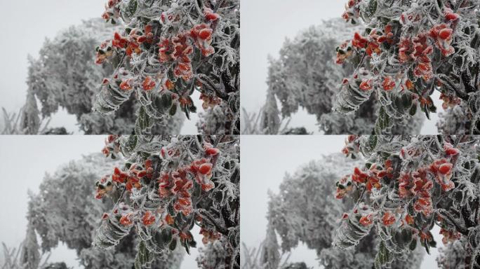 冰雪中的栀子花03