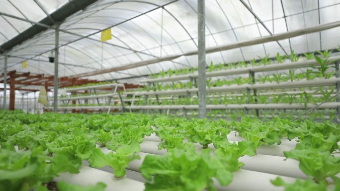 水培蔬菜种植过程环境展示