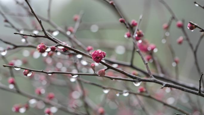 雨中梅花