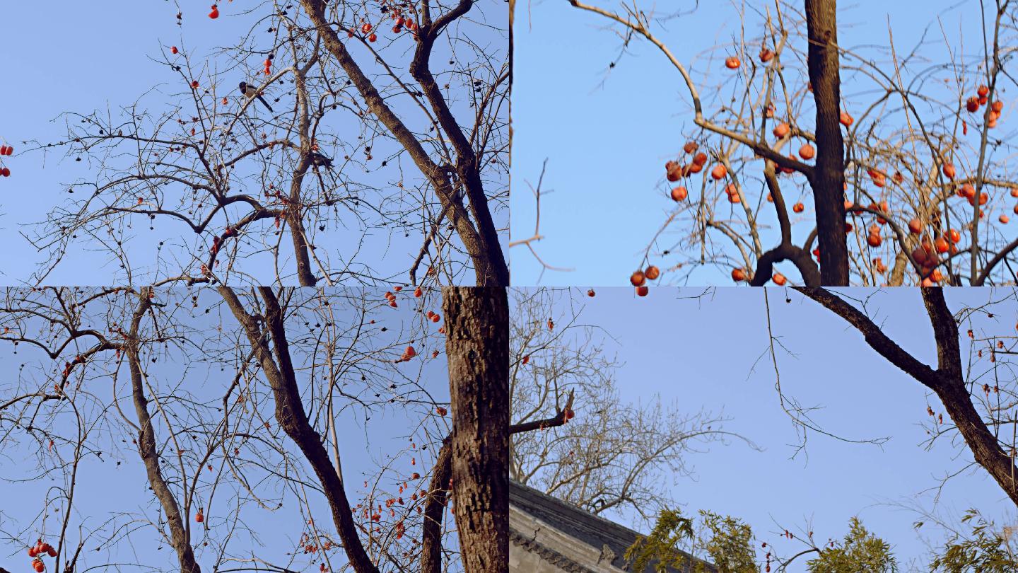 北京冬天柿子树喜鹊