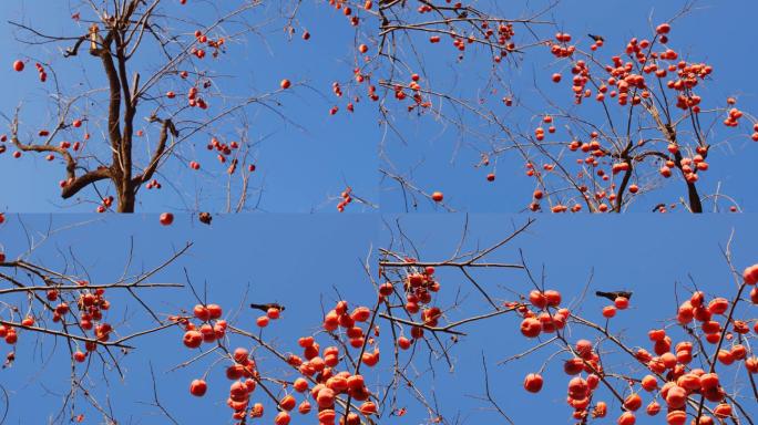 北京冬天柿子树枝头白头鸟11