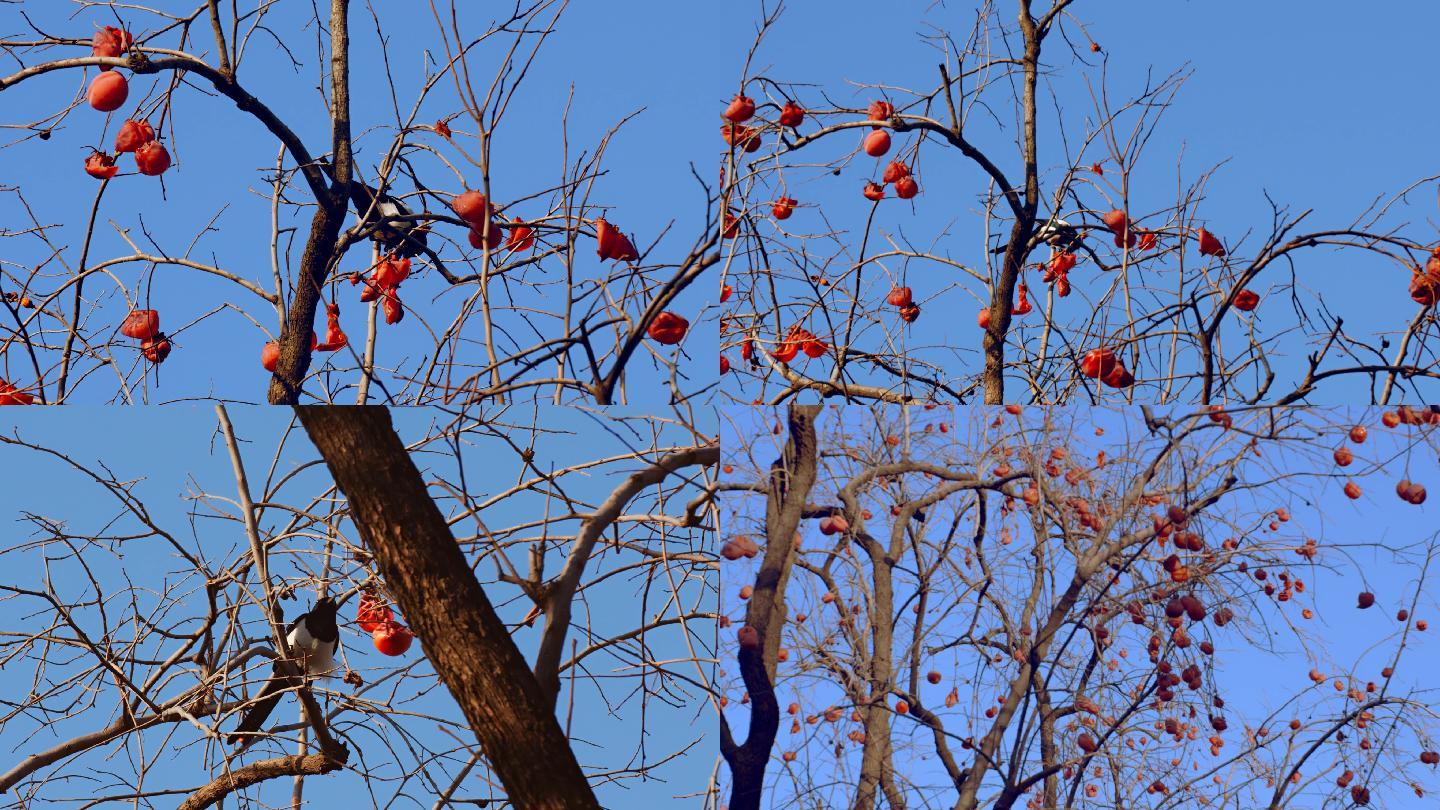 北京冬天柿子树喜鹊02