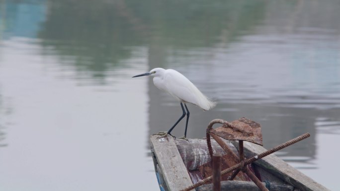 小白鹭