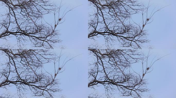 冬天树上的三只鸟