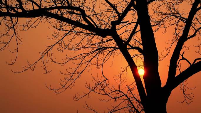 冬天清晨树杈里的太阳