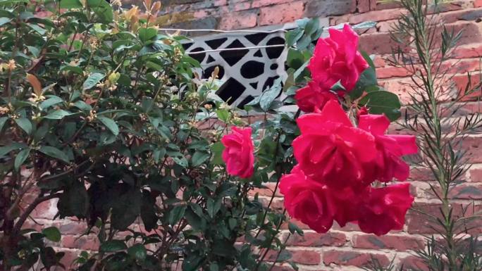 院子里的玫瑰花