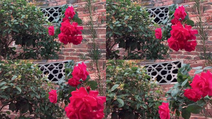 院子里的玫瑰花