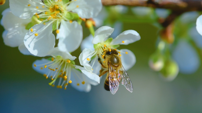 白梨花开与蜜蜂采蜜