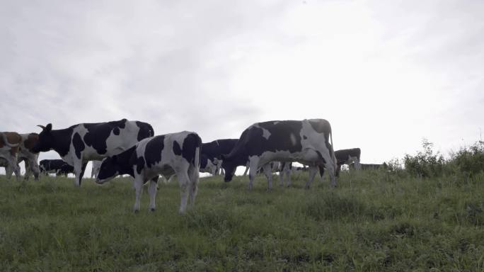 4k牧场草原牛奶