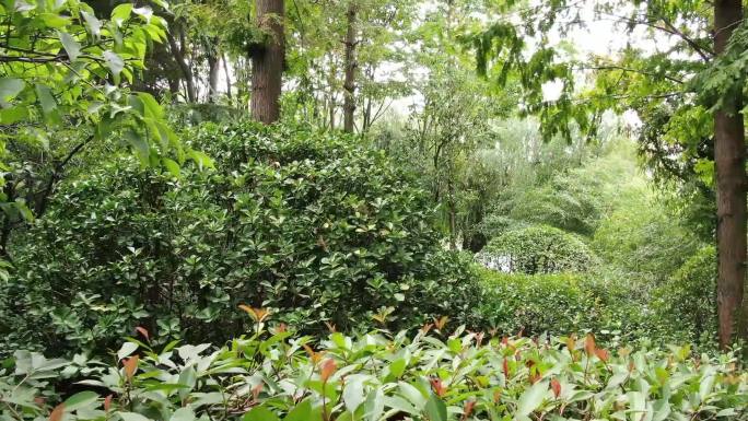 生态树林公园环境