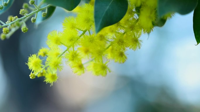 金合欢花刺球花