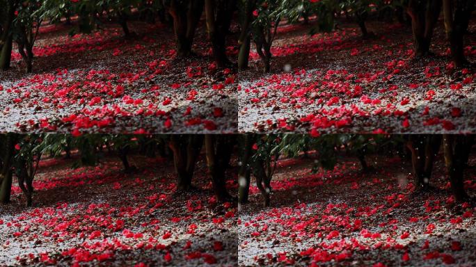 樱花山茶花花瓣落满地05