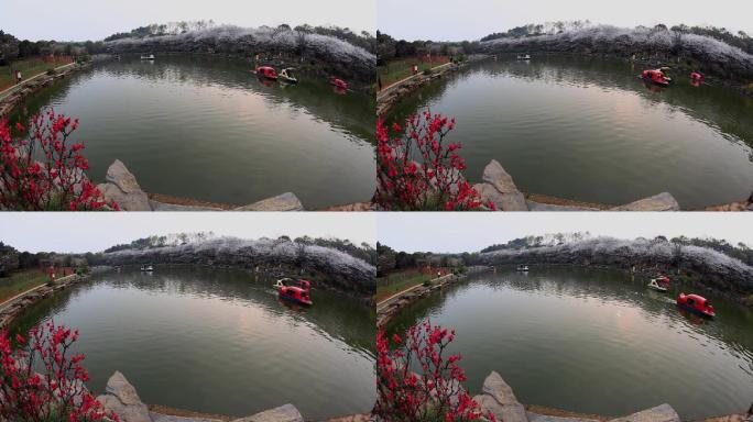 鱼眼镜头下的樱花桃花和湖中游船
