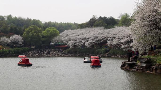 湖边樱花盛开10