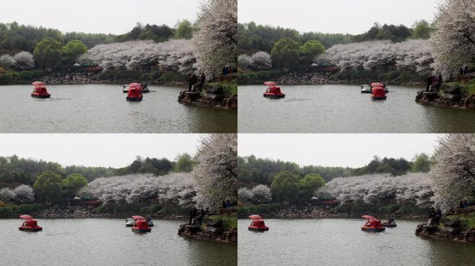 湖边樱花盛开10