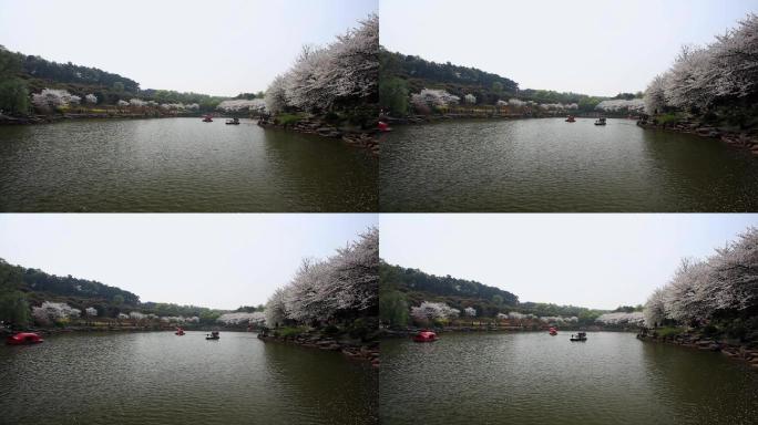 湖边樱花盛开11
